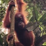 Bukit Lawang Full Day Jungle Trek - The Sum Up: Who Is This Tour Best For?