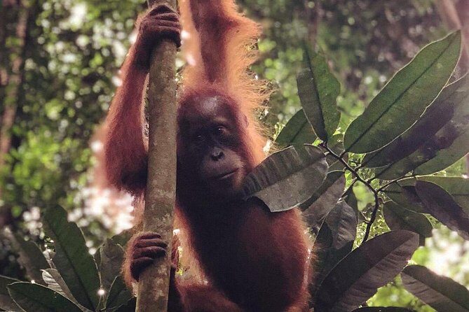 Bukit Lawang Full Day Jungle Trek - The Sum Up: Who Is This Tour Best For?