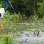 Bundala National Park Safari - Birding Paradise Tour - Who Will Love This Experience?