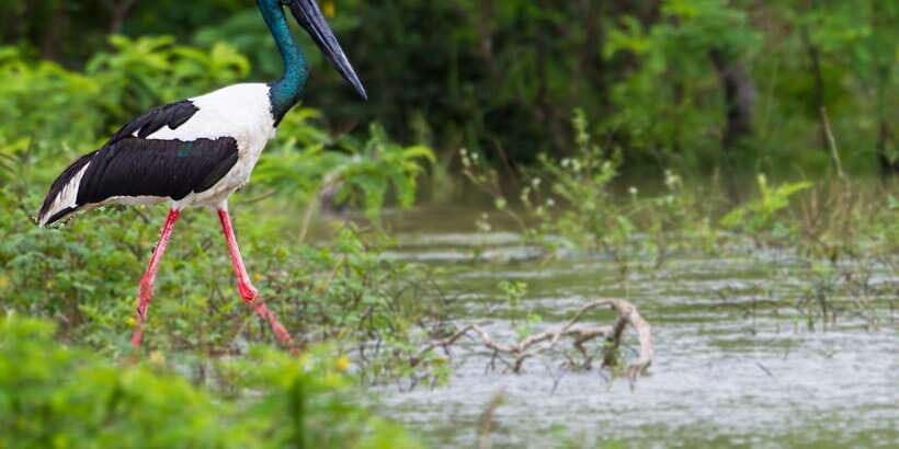 Bundala National Park Safari - Birding Paradise Tour - Who Will Love This Experience?