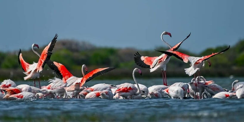 Bundala National Park Safari (PRIVATE TOURS) - What to Expect on the Tour