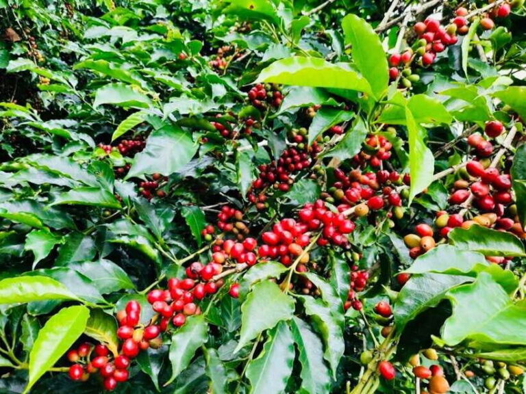 Buon Ma Thuot: Bean to Brew Coffee Farm Tour with Tasting - Who Should Consider This Tour?