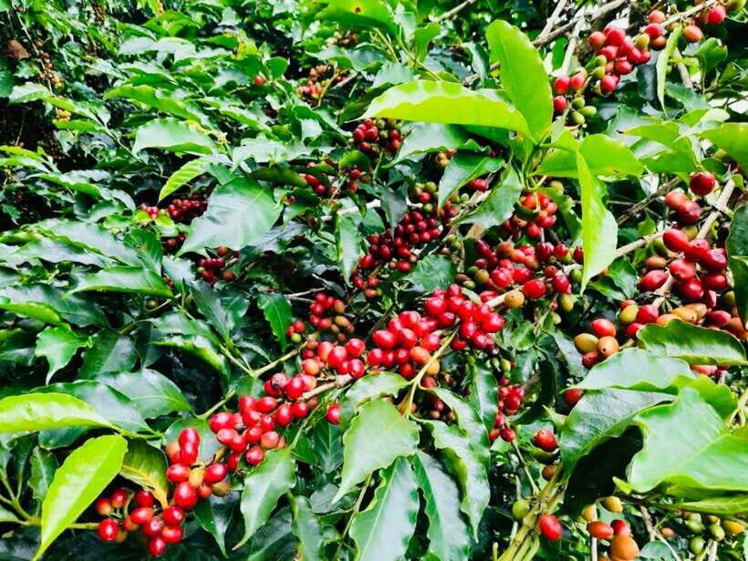 Buon Ma Thuot: Bean to Brew Coffee Farm Tour with Tasting - Who Should Consider This Tour?