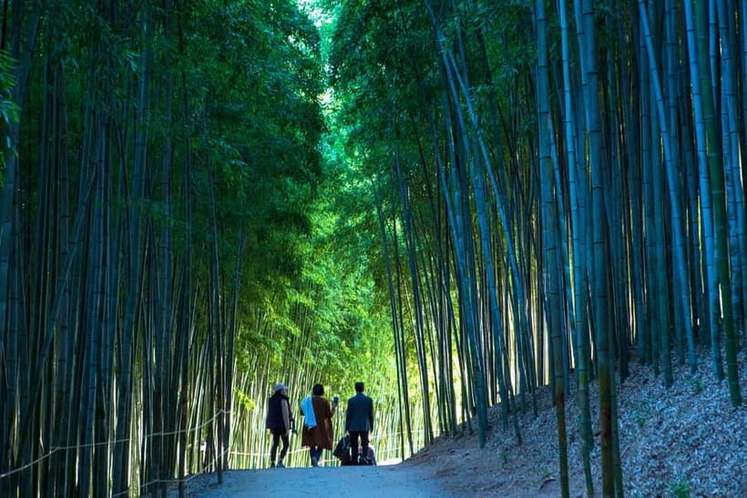 Busan: Damyang Juknokwon Bamboo Forest & Metasequoia Road - Who Will Love This Tour?