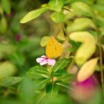 Butterfly Sanctuary Guided Tour in Puerto Vallarta - Frequently Asked Questions (FAQs)