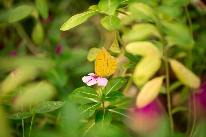 Butterfly Sanctuary Guided Tour in Puerto Vallarta - Frequently Asked Questions (FAQs)