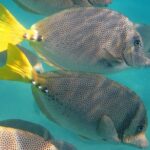 Cabo Encounter with Optional Clear Boat and Lunch - A Closer Look at the Itinerary: What You’ll Really Experience