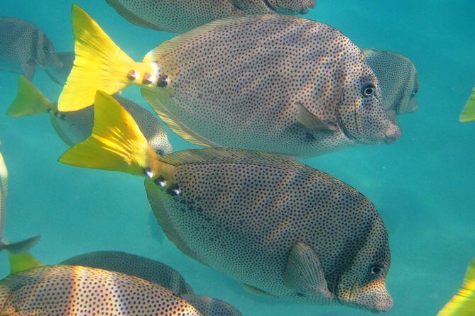 Cabo Encounter with Optional Clear Boat and Lunch - A Closer Look at the Itinerary: What You’ll Really Experience