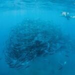 Cabo Pulmo National Park Snorkel Expedition from Cabo San Lucas - Analyzing the Value: Is It Worth the Cost?