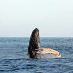 Cabo San Lucas: Whale Watching Experience on Catamaran - Who Should Consider This Tour?