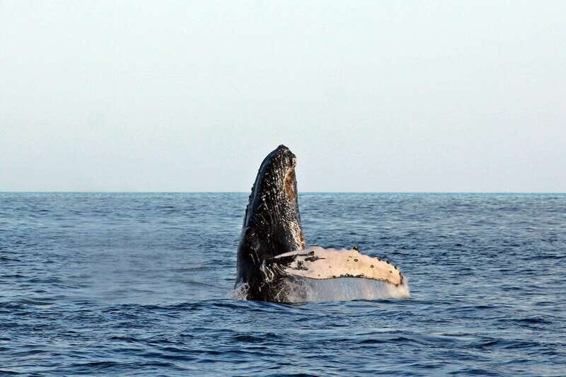 Cabo San Lucas: Whale Watching Experience on Catamaran - Who Should Consider This Tour?