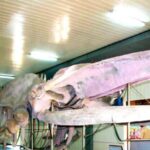 Cam Ranh Port Shore Excursion Nha Trang City Tour - Who Would Love This Tour?