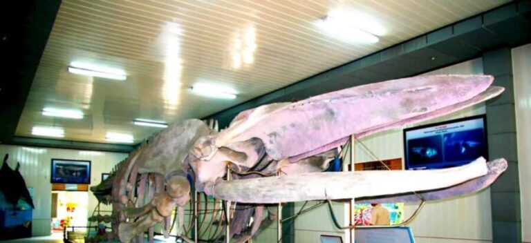 Cam Ranh Port Shore Excursion Nha Trang City Tour - Who Would Love This Tour?