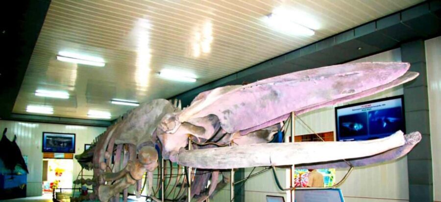 Cam Ranh Port Shore Excursion Nha Trang City Tour - Who Would Love This Tour?