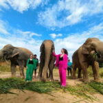 Cambodia Elephants Haft Day Experiences from Siem Reap - A Deep Dive into the Elephants Haft Day Experience