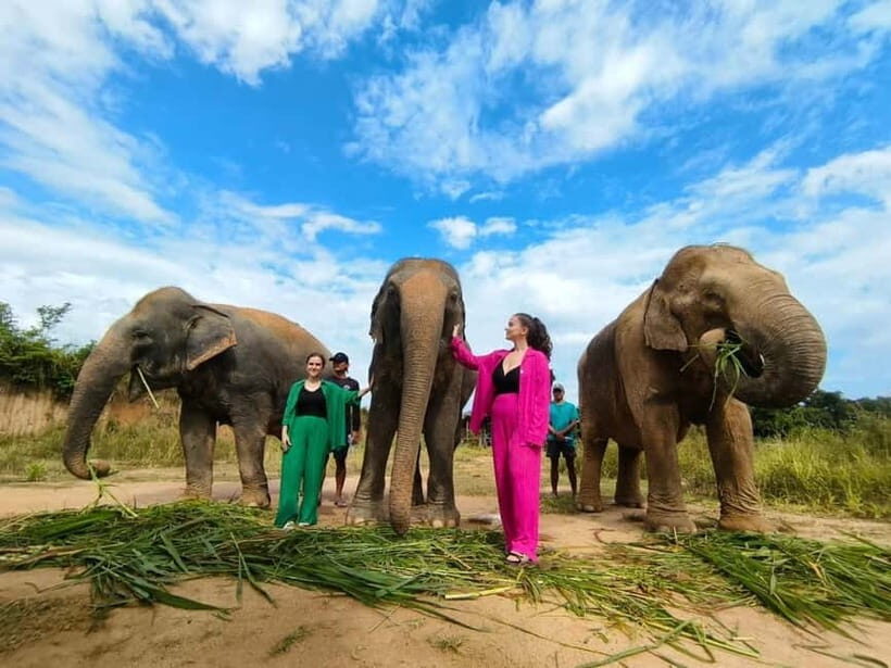 Cambodia Elephants Haft Day Experiences from Siem Reap - A Deep Dive into the Elephants Haft Day Experience