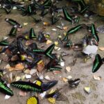 Cameron Highland Day Tour from Kuala Lumpur - Final Thoughts