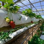 Cameron Highland Full Day Tour from KL City (Private) - Who Is This Tour Best For?