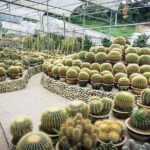 Cameron Highland Full Day Tour from KL City Private Tour - The Sum Up