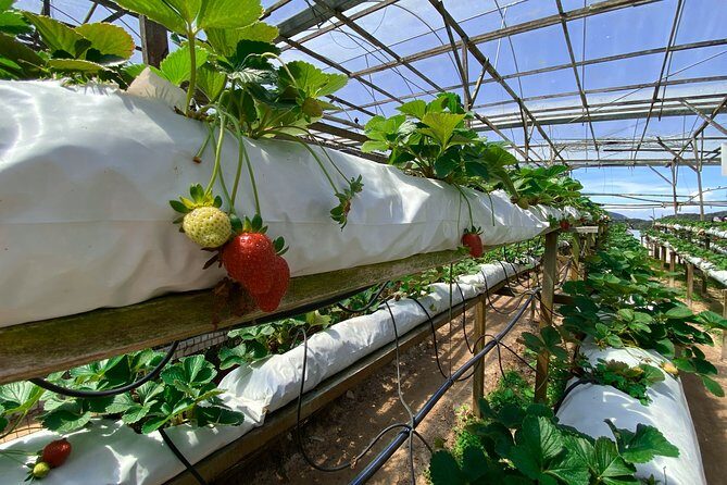 Cameron Highland Full Day Tour from KL City (Private) - Who Is This Tour Best For?