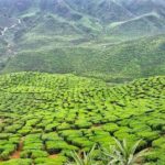 Cameron Highlands Day Tour with Lunch (SIC - Join In Tour) - A Detailed Look at the Cameron Highlands Day Tour