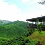 Cameron Highlands Full-Day Nature Tour - A Deep Dive into the Cameron Highlands Full-Day Tour