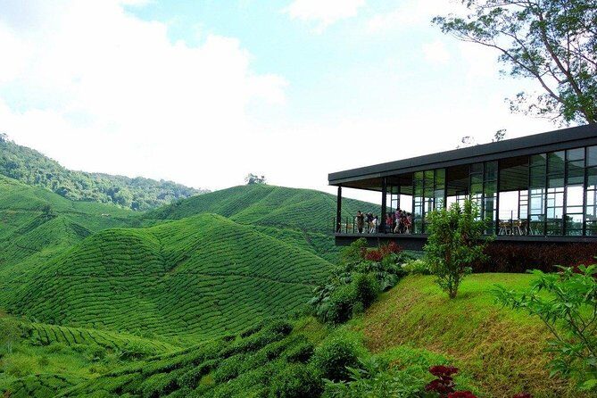 Cameron Highlands Full-Day Nature Tour - A Deep Dive into the Cameron Highlands Full-Day Tour