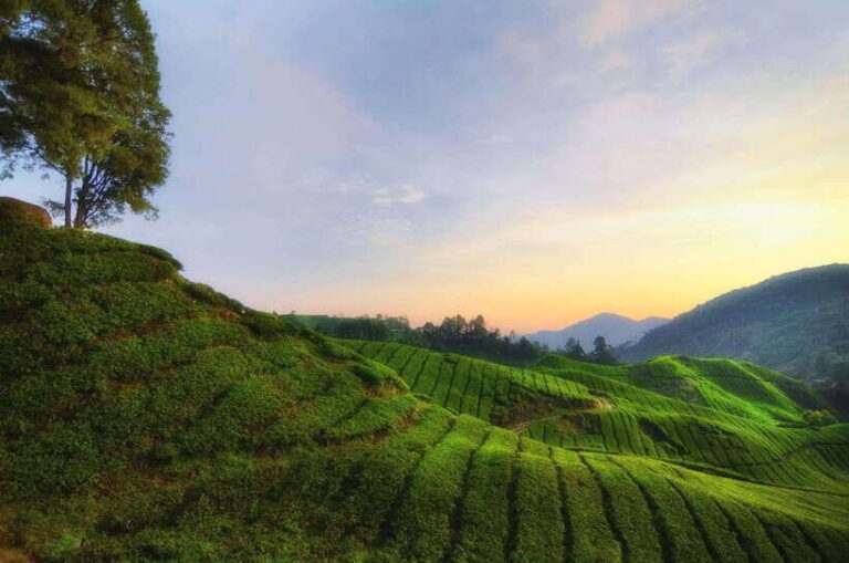 Cameron Highlands Private Day Tour from Kuala Lumpur - What’s Included and What’s Not