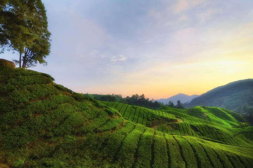 Cameron Highlands Private Day Tour from Kuala Lumpur - What’s Included and What’s Not