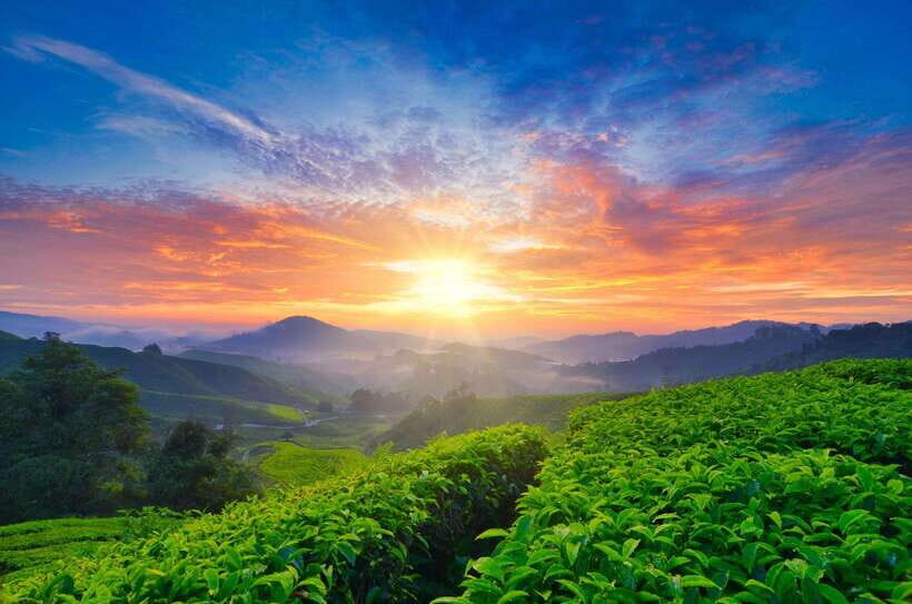 Cameron Highlands Private Tour with Tea Plantation Visit - A Detailed Look at the Cameron Highlands Private Tour