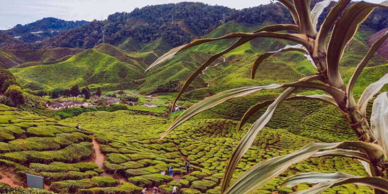 Cameroon Highland : Best nature in highland - Practicalities and Value