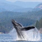 Campbell River, BC: 6 Hour Whale Watching Tour w/ Lunch Included - Deep Dive: Why This Tour Excels