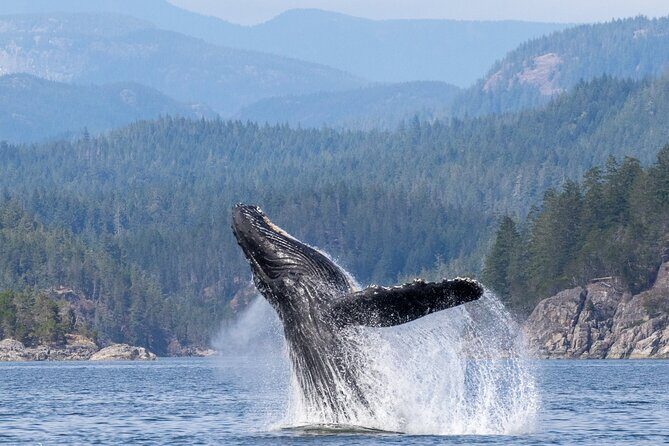 Campbell River, BC: 6 Hour Whale Watching Tour w/ Lunch Included - Deep Dive: Why This Tour Excels