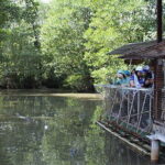 Can Gio Mangrove Forest Island Private Tour From Ho Chi Minh City - A Detailed Look at the Can Gio Mangrove Forest Tour