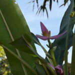 Can Tho Countryside Bike Tour with Fruit Garden Visit - The Sum Up