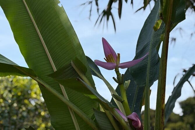 Can Tho Countryside Bike Tour with Fruit Garden Visit