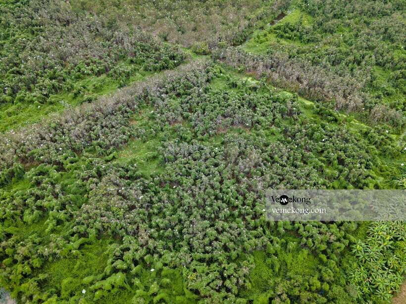 Can Tho: Lung Ngoc Hoang Forest Nature Reserve Half-Day Tour