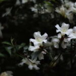 Cangshan Mountain: Mindful Hiking and Organic Homemade Food - FAQ