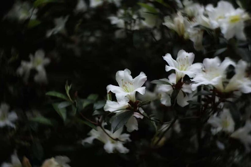 Cangshan Mountain: Mindful Hiking and Organic Homemade Food - FAQ