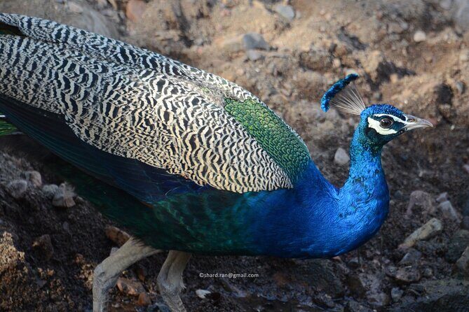 Canter Safari-Ranthambore National Park - An In-Depth Look at the Ranthambore Canter Safari