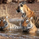Canter Safari: Skip-the-line Entry Ranthambore Tiger Reserve - Is This Tour Right for You?