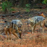 Canter Safari: Skip-the-line Entry Ranthambore Tiger Reserve - How to Maximize Your Safari