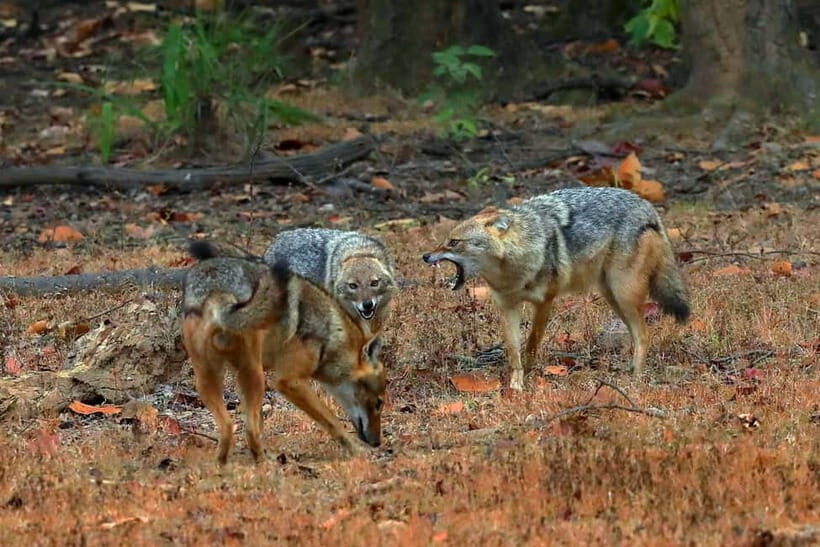 Canter Safari: Skip-the-line Entry Ranthambore Tiger Reserve - How to Maximize Your Safari