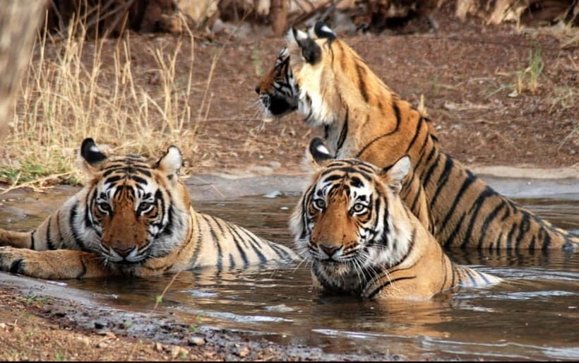 Canter Safari: Skip-the-line Entry Ranthambore Tiger Reserve - Is This Tour Right for You?