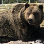 Capilano Br+Grouse Mtn+Dam+Lake+Hatchery/5in1CarTour+Small Group - A Deep Dive into the Vancouver Small Group Tour