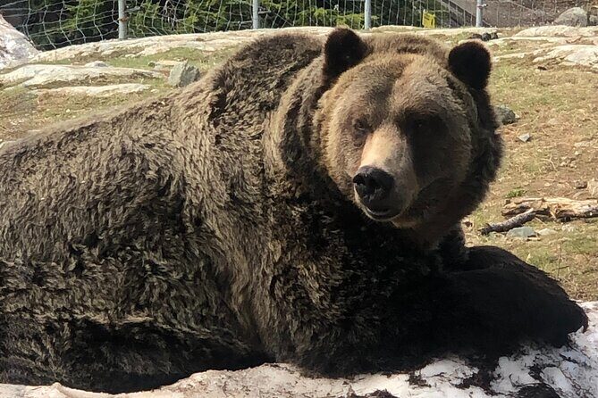 Capilano Br+Grouse Mtn+Dam+Lake+Hatchery/5in1CarTour+Small Group - A Deep Dive into the Vancouver Small Group Tour