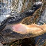 Captain Willy Airboat - Why Choose This Tour?