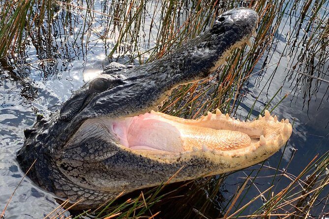 Captain Willy Airboat - Why Choose This Tour?