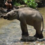 Care Pride Elephants: Full-Day Tour Experience - Exploring the Full-Day Elephant Experience