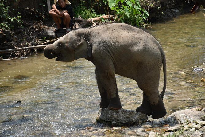 Care Pride Elephants: Full-Day Tour Experience - Exploring the Full-Day Elephant Experience